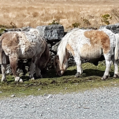 Dartmoor-Ponies-Swift-Cottage-Devon-holiday.png